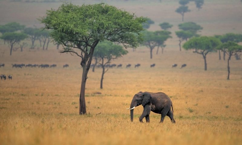 Singita Grumeti Faru Faru Lodge - Tanzania