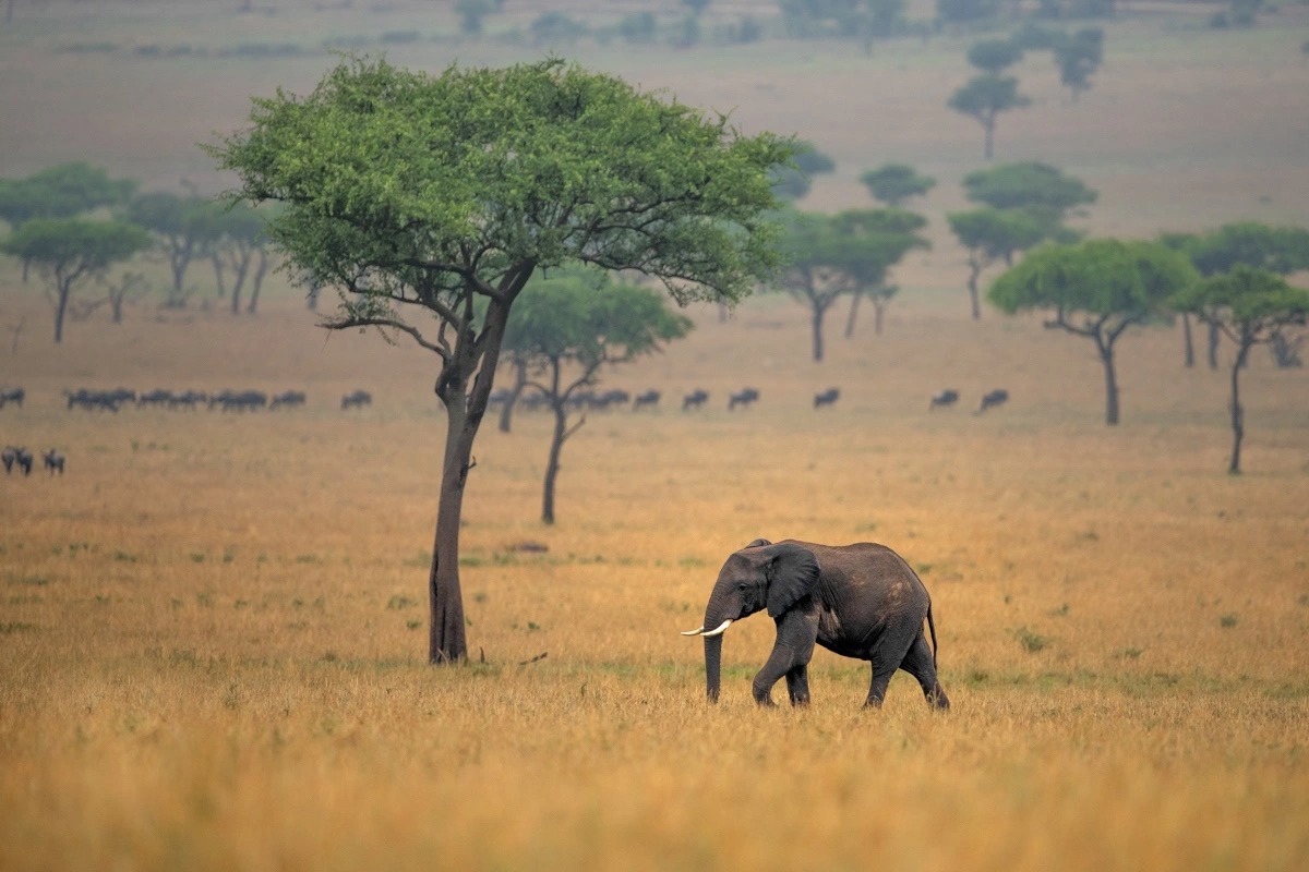 Singita Grumeti Faru Faru Lodge - Tanzania