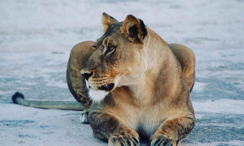 Deception Valley Lodge - Botswana