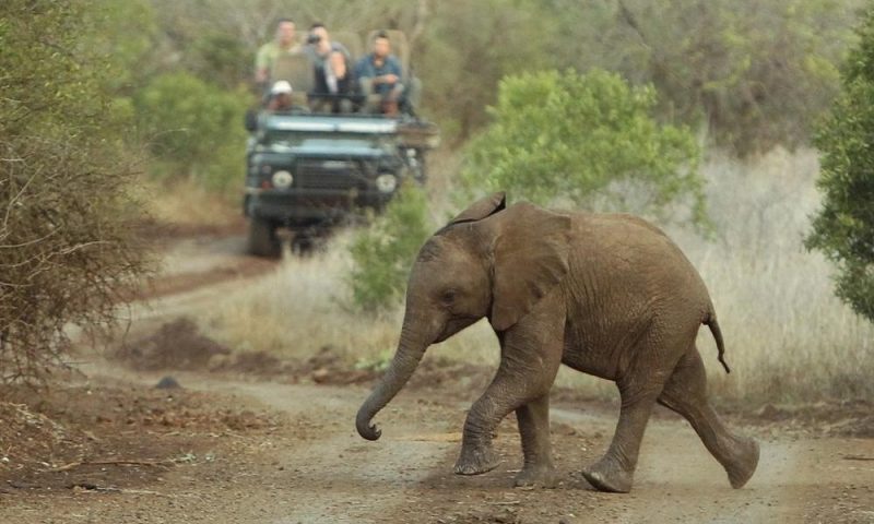 Thanda Private Game, KwaZulu Natal - South Africa