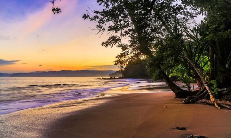 Copa De Arbol Rainforest - Costa Rica