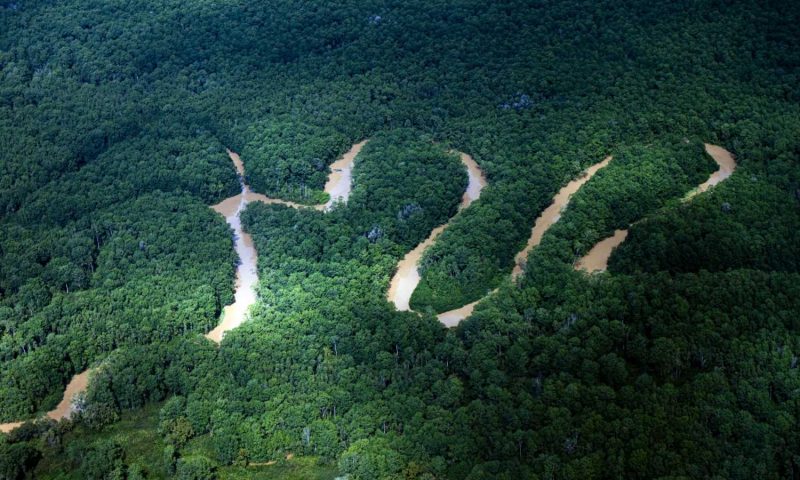 Copa De Arbol Rainforest - Costa Rica