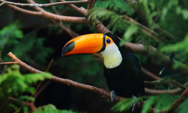 Copa De Arbol Rainforest - Costa Rica