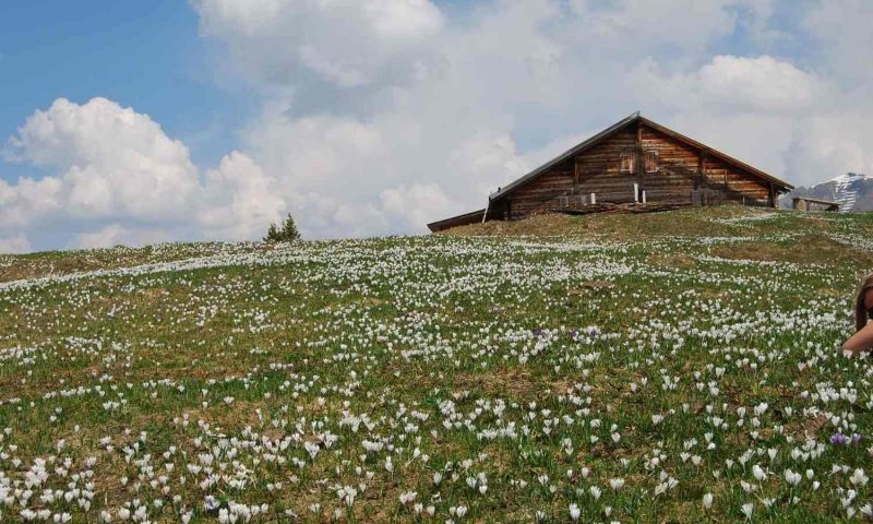 Hotel Eiger Muerren, Berne - Switzerland