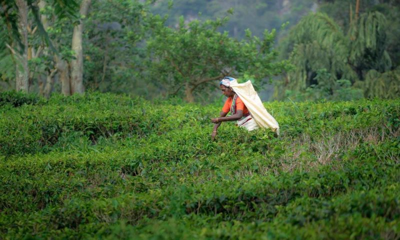 Madulkelle Tea and Eco Lodge - Sri Lanka