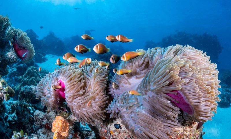 COMO Maalifushi Maldives