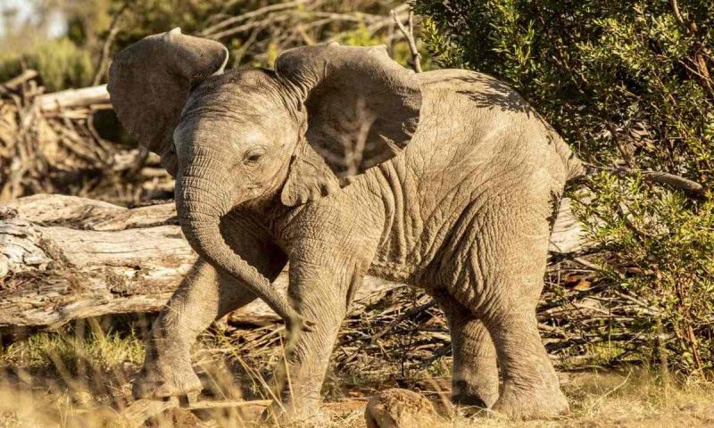 Kichaka Luxury Game Lodge, Eastern Cape - South Africa