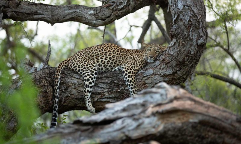 Kapama Buffalo Camp, Limpopo - South Africa