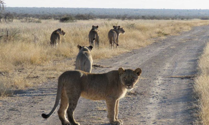 Motswiri Private Safari Lodge, North West - South Africa