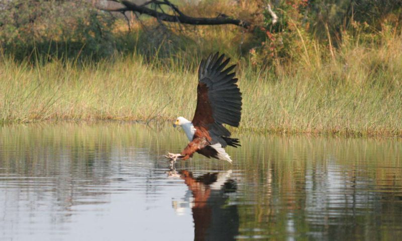Pom Pom Camp - Botswana