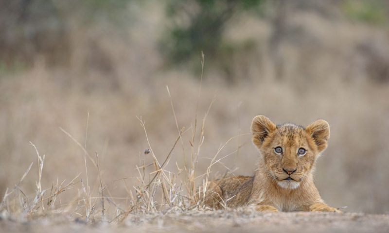 Kapama Buffalo Camp, Limpopo - South Africa