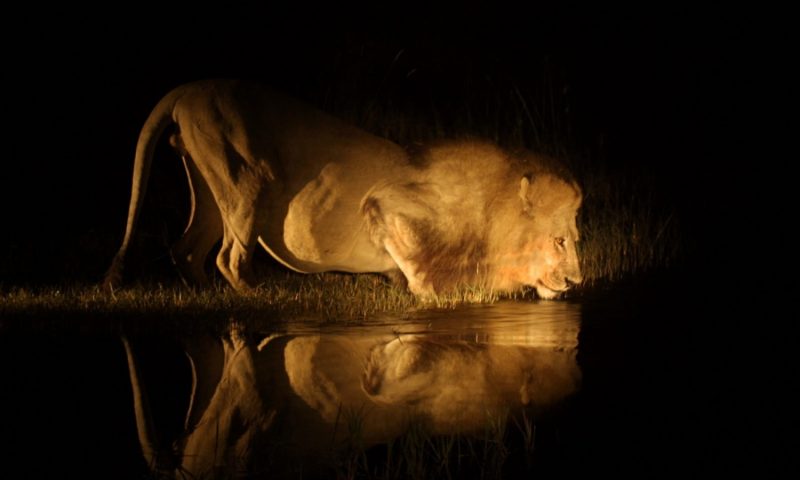 Pom Pom Camp - Botswana