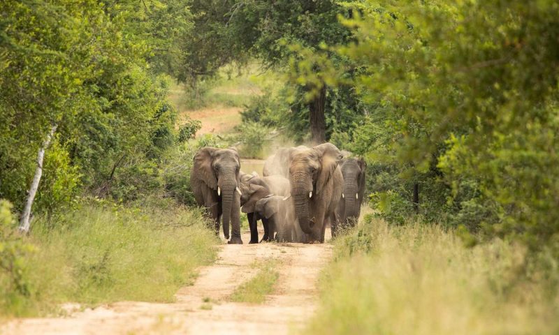 Kapama Buffalo Camp, Limpopo - South Africa