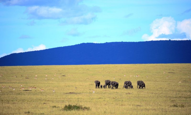 Olarro Plains Maasai Mara - Kenya