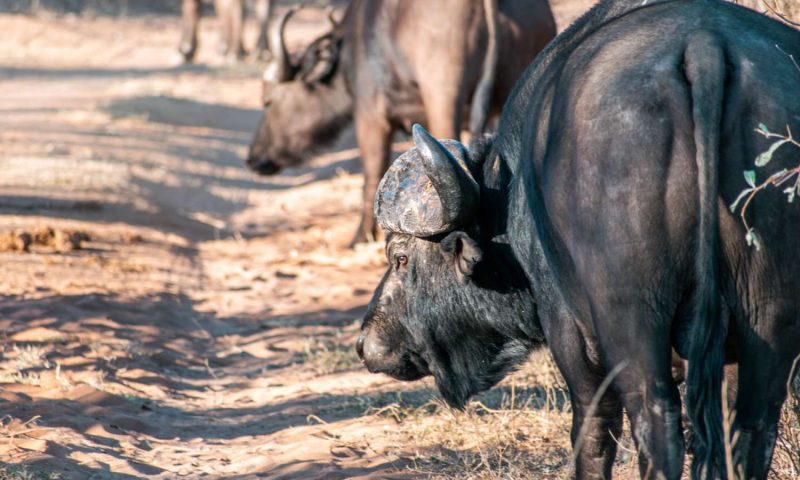 Clifftop Exclusive Safari Hideaway, Limpopo - South Africa