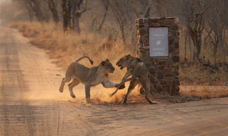 Kapama Buffalo Camp, Limpopo - South Africa