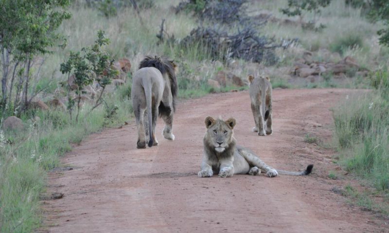 Mhondoro Safari Lodge, Limpopo - South Africa