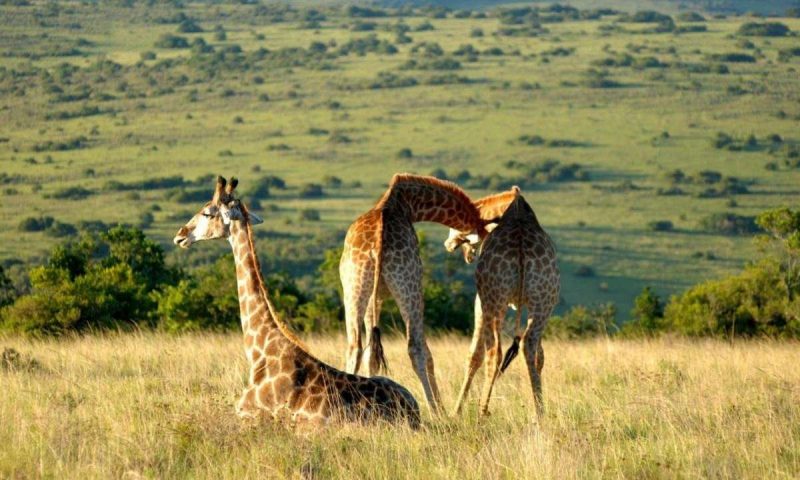 Kichaka Luxury Game Lodge, Eastern Cape - South Africa