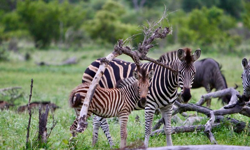 Xanatseni Private Camp, Mpumalanga - South Africa
