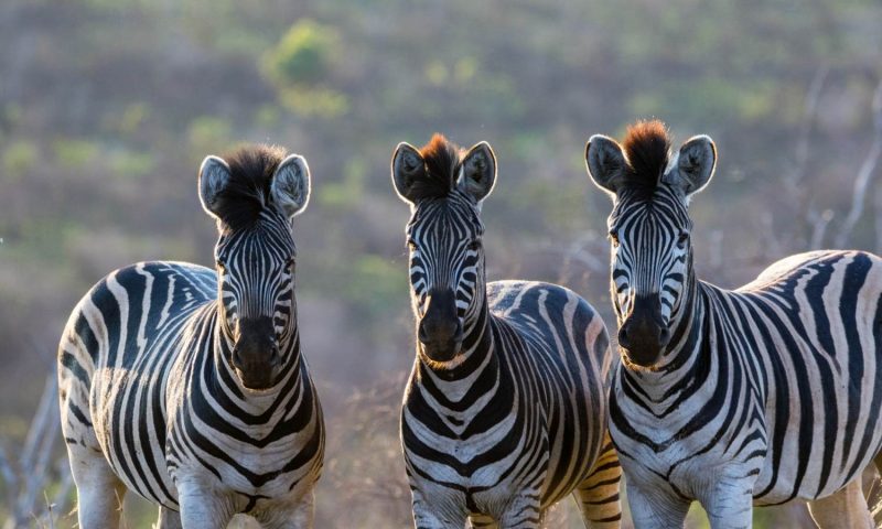 Leopard Mountain Safari Lodge, Kwazulu Natal - South Africa