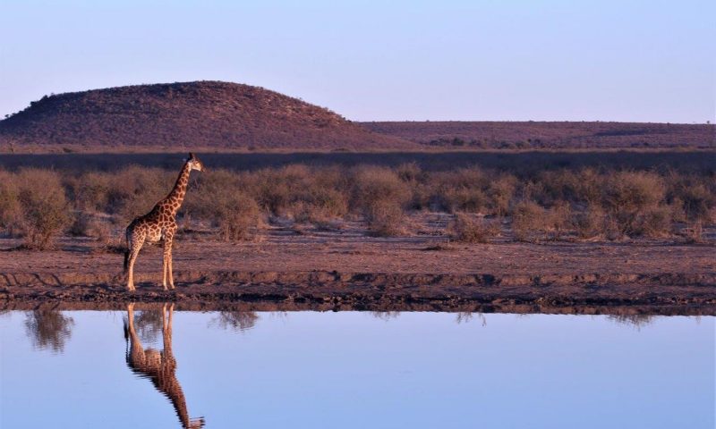 Motswiri Private Safari Lodge, North West - South Africa