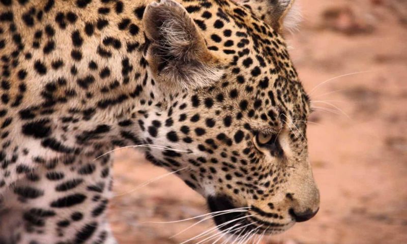 Kings Camp Private Game Reserve, Mpumalanga - South Africa