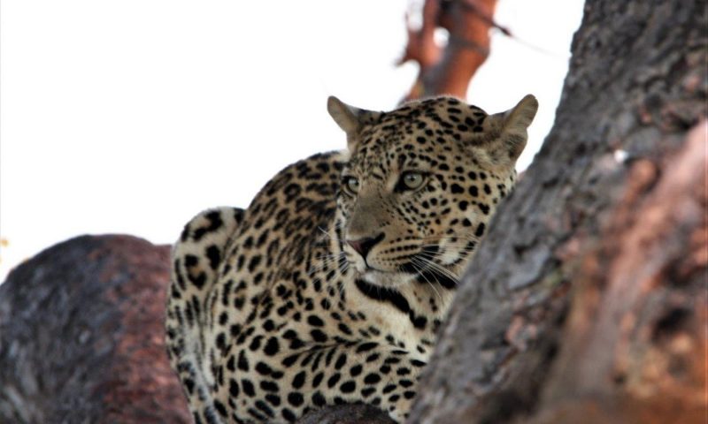 Motswiri Private Safari Lodge, North West - South Africa