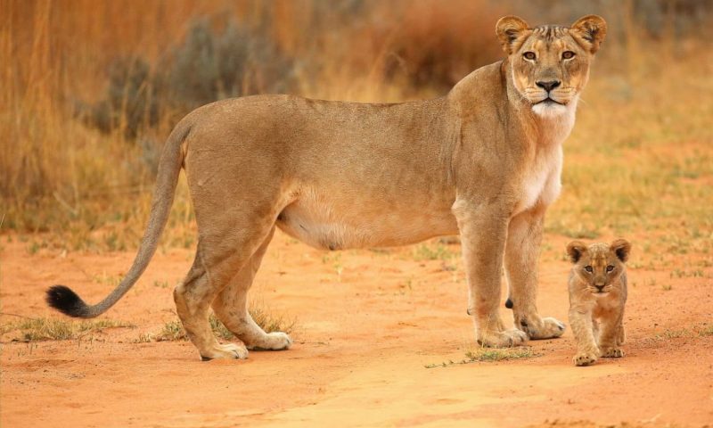 Clifftop Exclusive Safari Hideaway, Limpopo - South Africa