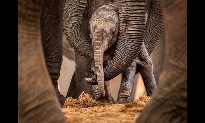 Kings Camp Private Game Reserve, Mpumalanga - South Africa
