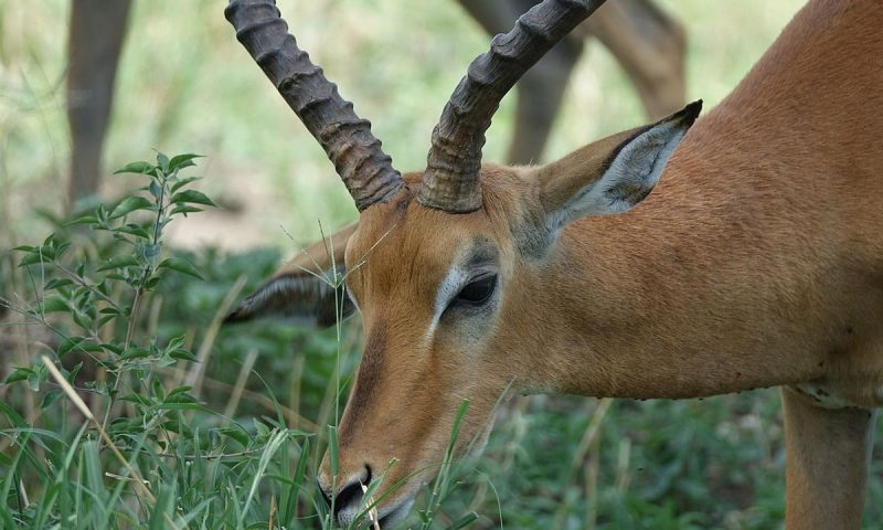 Mawemawe Manyara Lodge - Tanzania