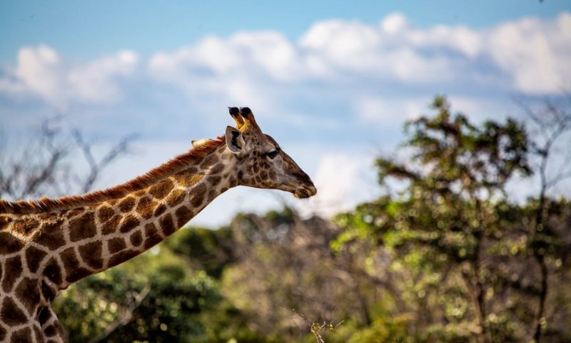 Clifftop Exclusive Safari Hideaway, Limpopo - South Africa