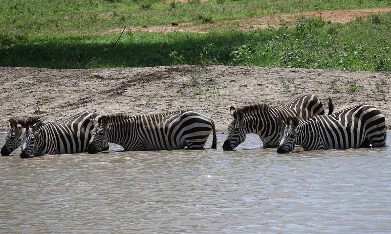 Mawemawe Manyara Lodge - Tanzania