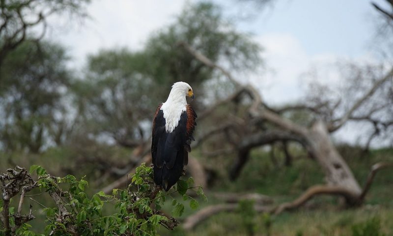 Mawemawe Manyara Lodge - Tanzania