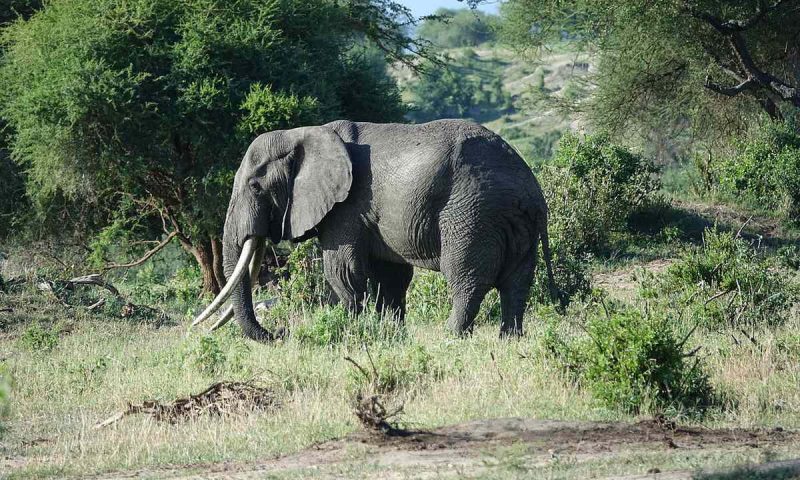 Mawemawe Manyara Lodge - Tanzania