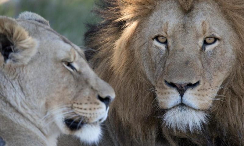 Kichaka Luxury Game Lodge, Eastern Cape - South Africa