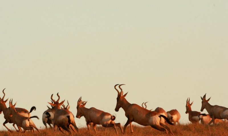 Kichaka Luxury Game Lodge, Eastern Cape - South Africa