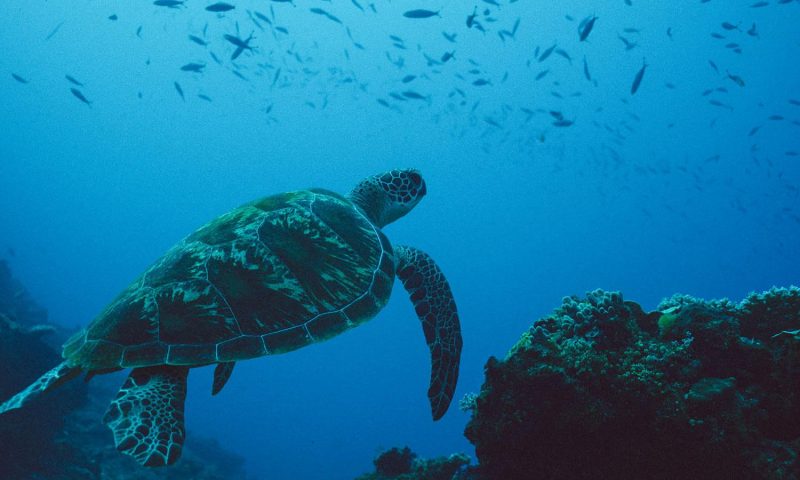 Turtle Island Resort - Fiji Islands