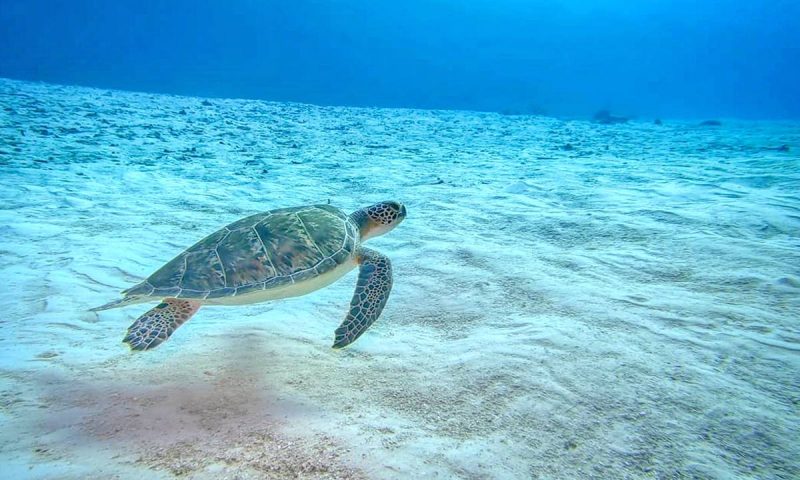 The Explorean Cozumel, Quintana Roo - Mexico
