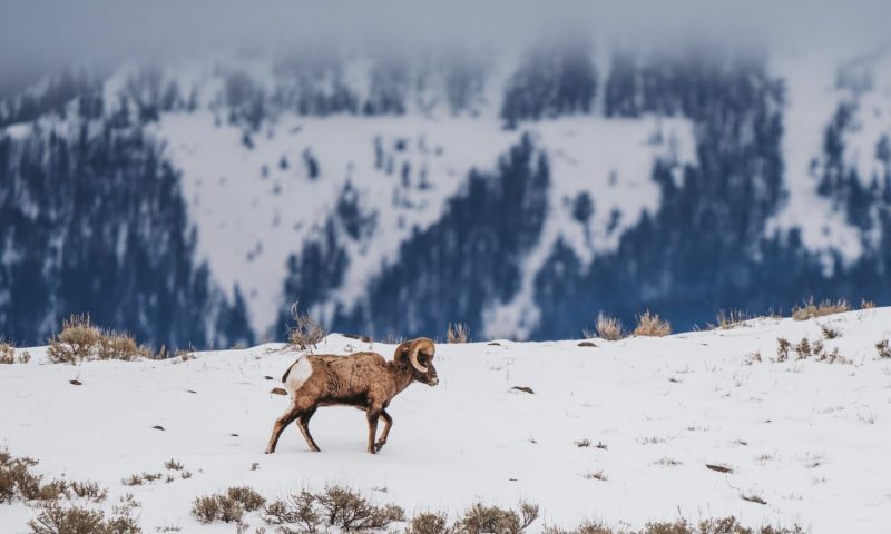 Sage Lodge, Montana - United States Of America