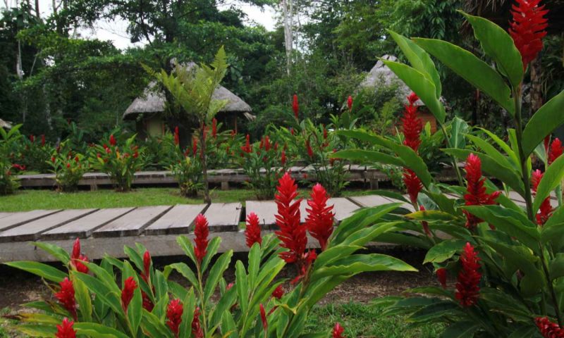 Sani Amazon Lodge - Ecuador