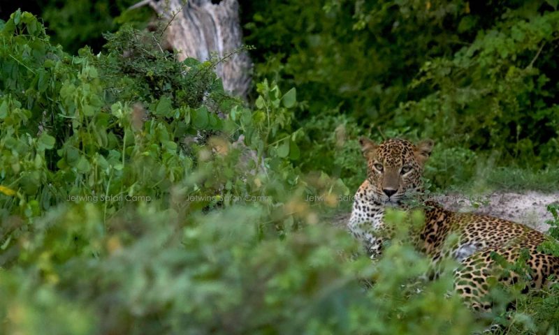 Jetwing Safari Camp Yala - Sri Lanka