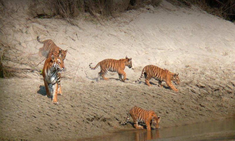 Tiger Tops Karnali Lodge - Nepal
