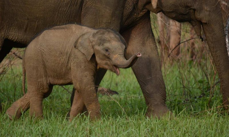 Jetwing Safari Camp Yala - Sri Lanka