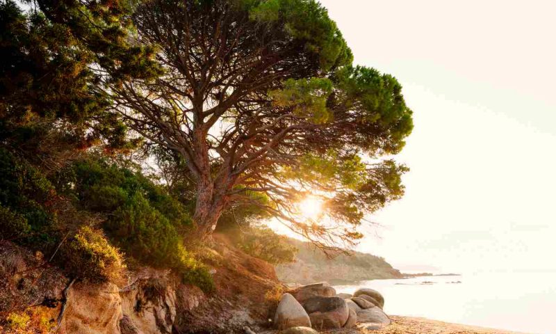 Les Bergeries de Palombaggia Porto Vecchio, Corse - France