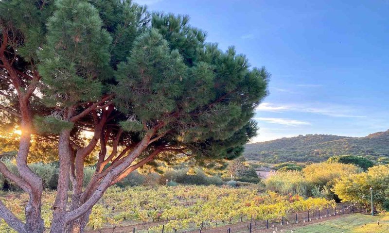 La Vigne de Ramatuelle, Provence - France