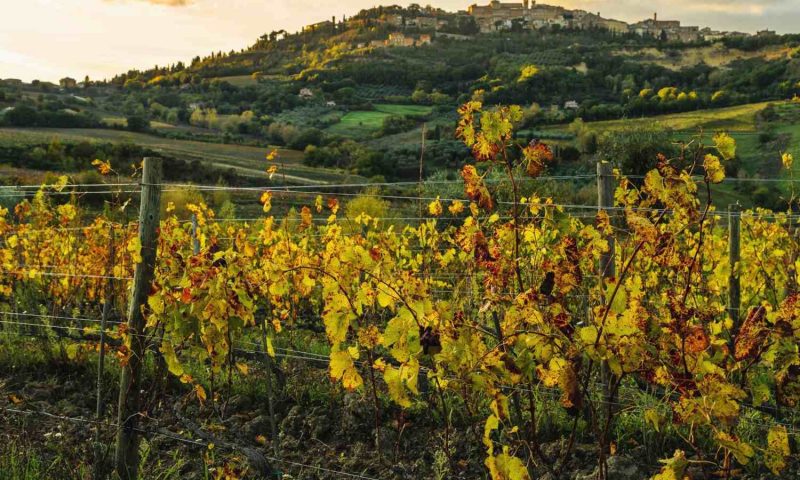 Salcheto WineHouse Montepulciano, Tuscany - Italy