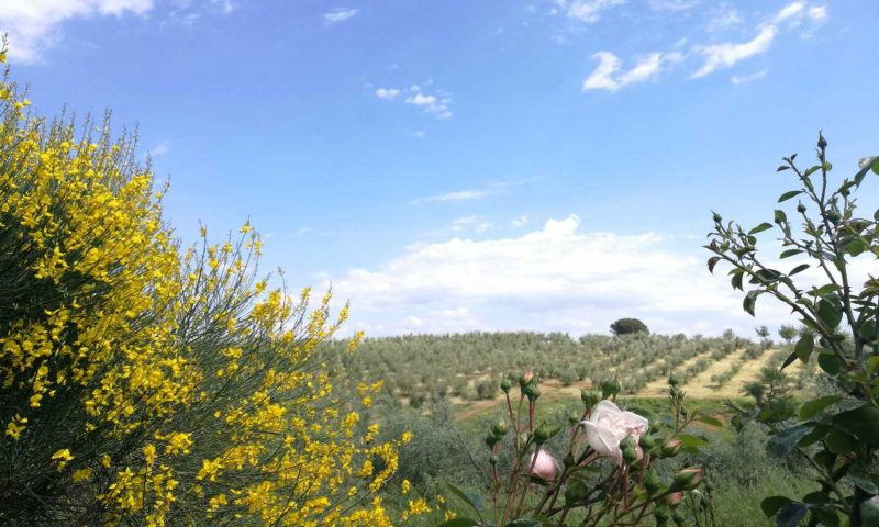 Agriturismo Cornieto Orvieto, Umbria - Italy