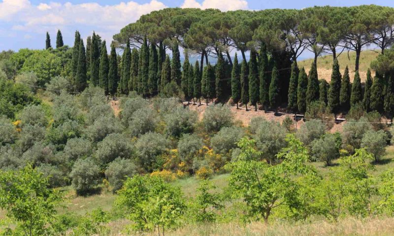 Villa Armena Buonconvento, Tuscany - Italy