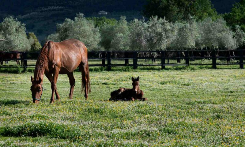Relais & Chateaux il Borro Valdarno, Tuscany - Italy