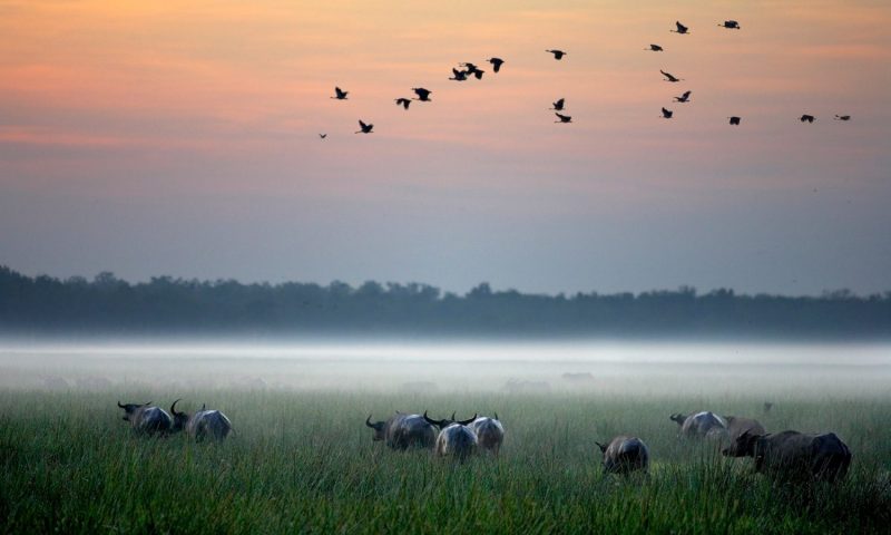 Bamurru Plains, Northern Territory - Australia